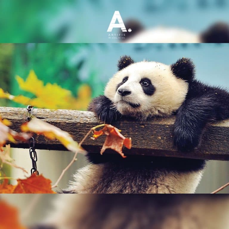 Poster métallique Accroche-toi Panda ! – Nature
